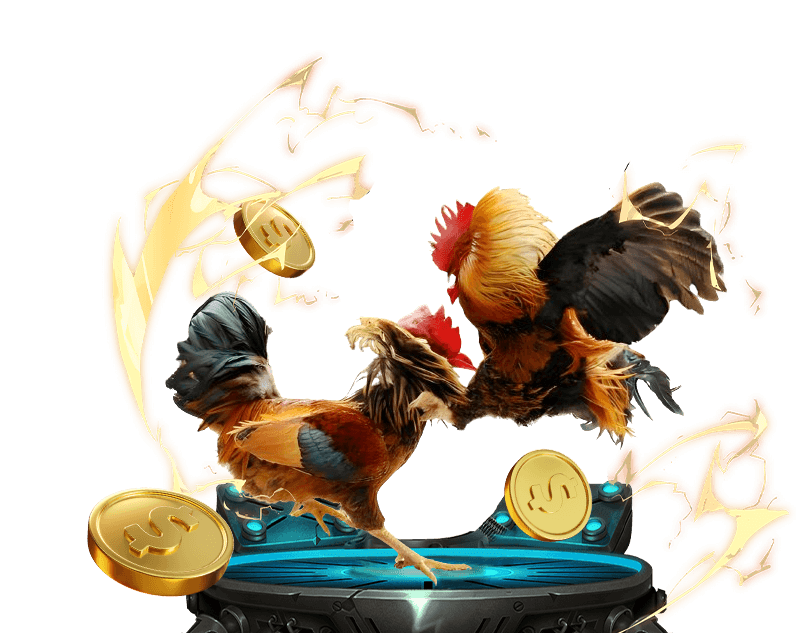 Đá gà Thomo trực tiếp trên SCV288, sàn đấu chuyên nghiệp