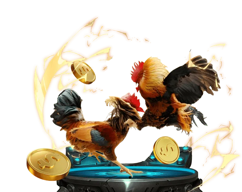 Đá gà Thomo trực tiếp trên SCV288, sàn đấu chuyên nghiệp